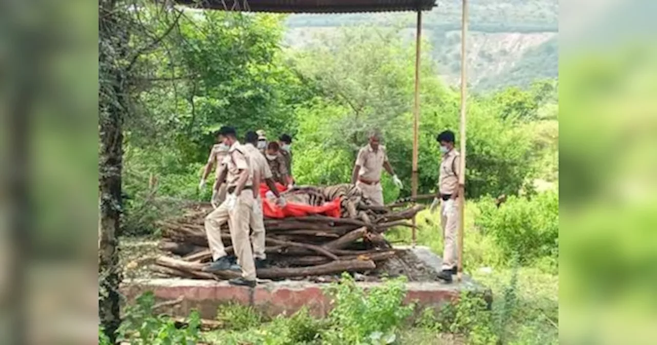 Sawai Madhopur News: रणथंभौर में टाइगर की मौत, पोस्टमार्टम रिपोर्ट में ये वजह आई सामने