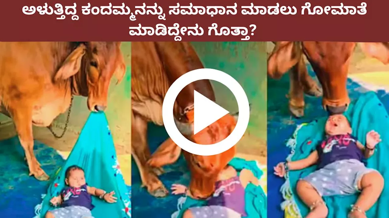 Viral video: ಅಳುತ್ತಿದ್ದ ಮಗುವನ್ನು ಕಂಡು ಮಿಡಿಯಿತು ತಾಯಿಯ ಹೃದಯ! ಕಂದಮ್ಮನನ್ನು ಸಮಾಧಾನ ಮಾಡಲು ಗೋಮಾತೆ ಮಾಡಿದ್ದೇನು ಗೊತ್ತಾ?