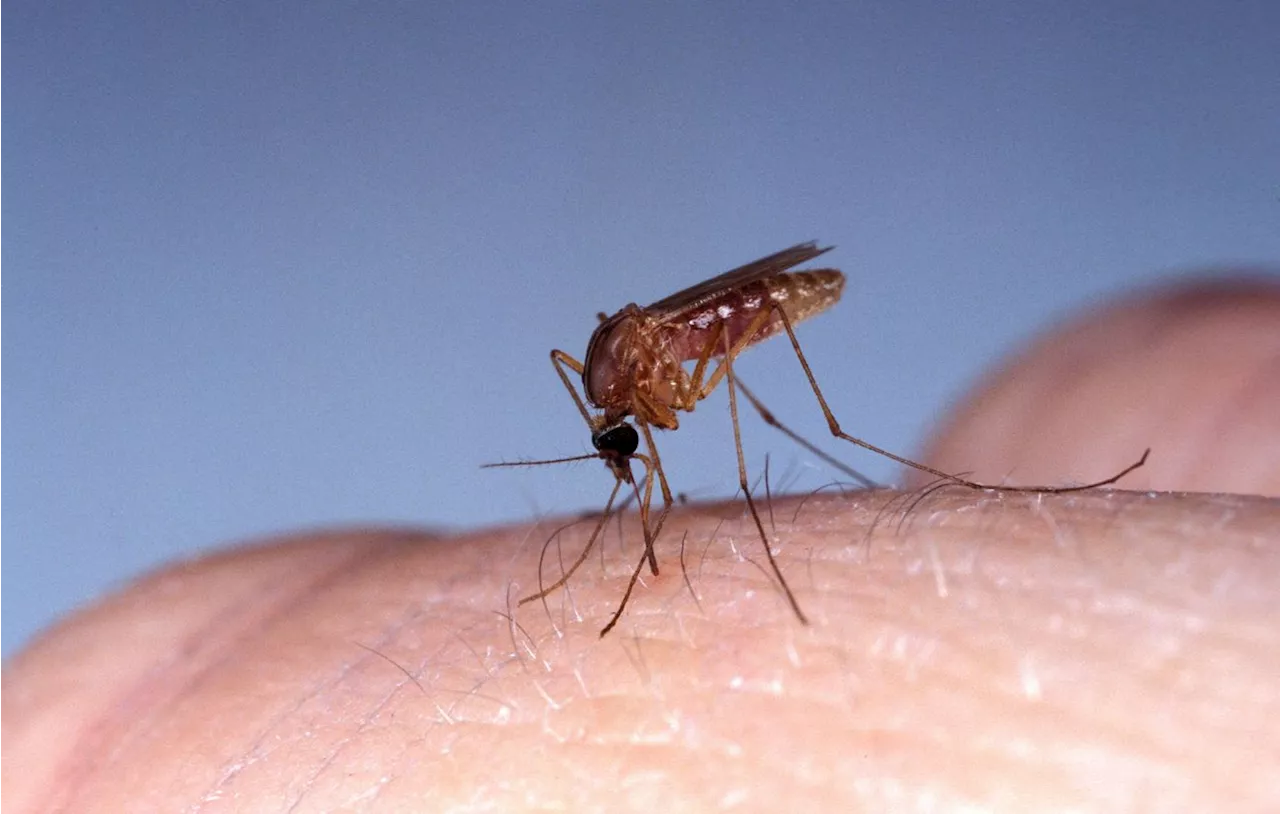 La menace du virus West Nile se fait sentir dans le sud de la France