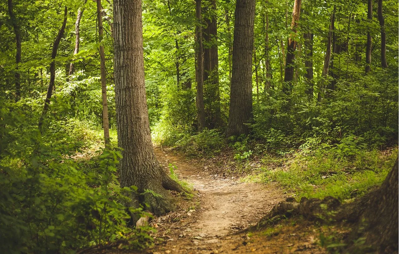 Etats-Unis : Une petite fille somnambule disparaît toute une journée et est retrouvée endormie en forêt