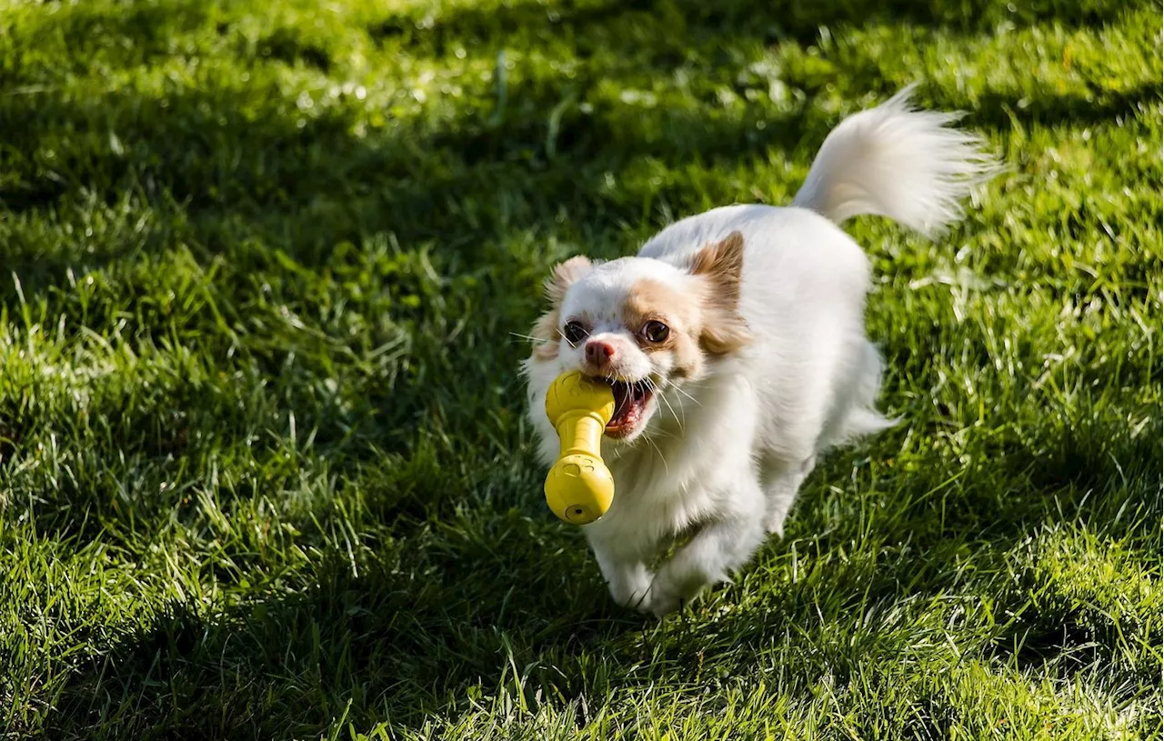 Landes : Elle retrouve son Chihuahua sept ans après sa disparition