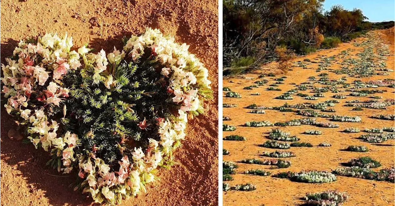 Blooming marvellous: Tourists flock to see rare sight on dusty WA road