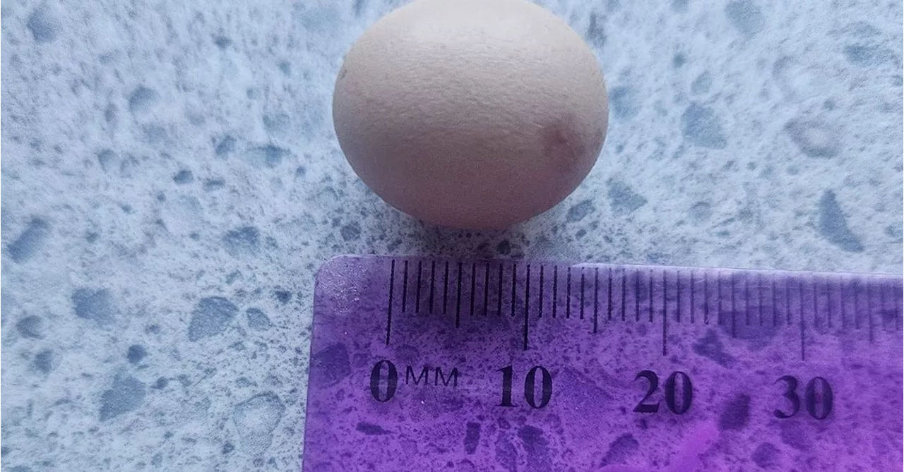 Coffs Harbour couple find tiny 10mm egg hidden inside another egg while cooking breakfast