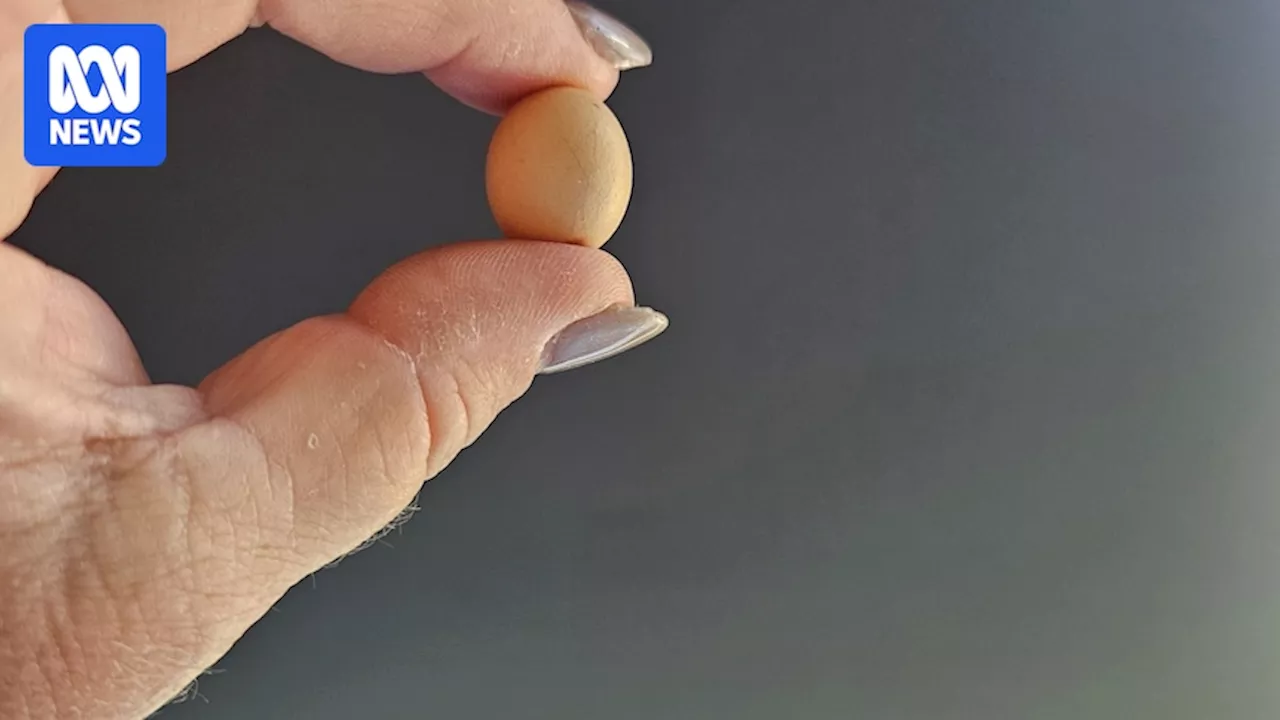 Coffs Harbour couple shocked to find tiny egg inside an egg