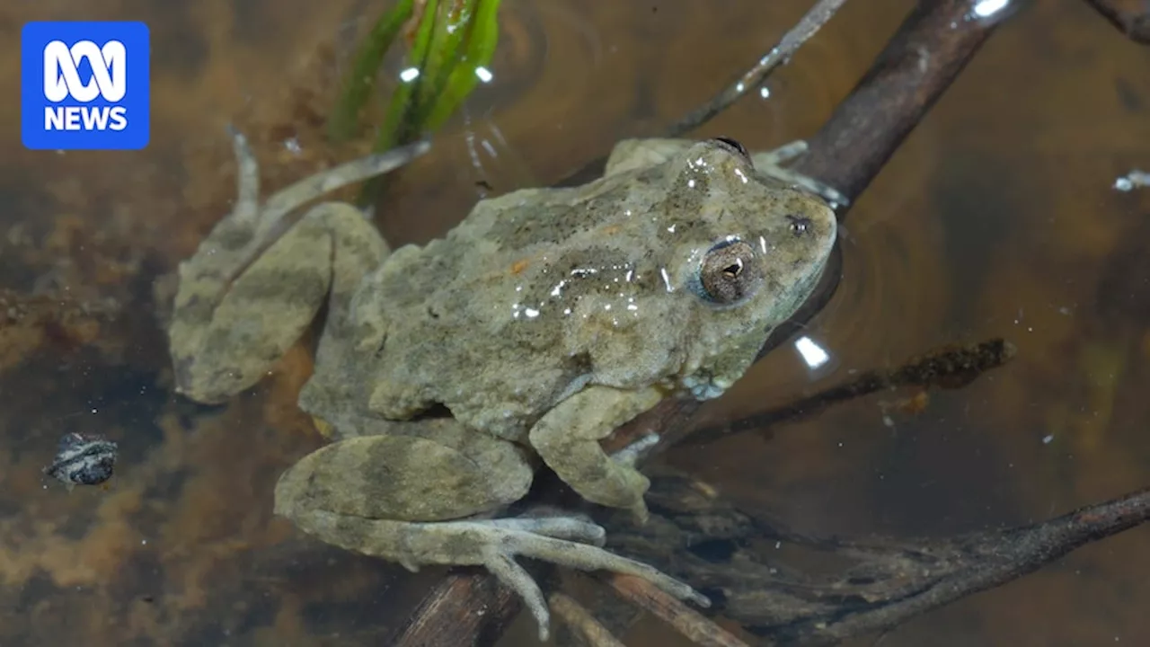 Endangered froglet central to King Valley farmers' fight against solar farm