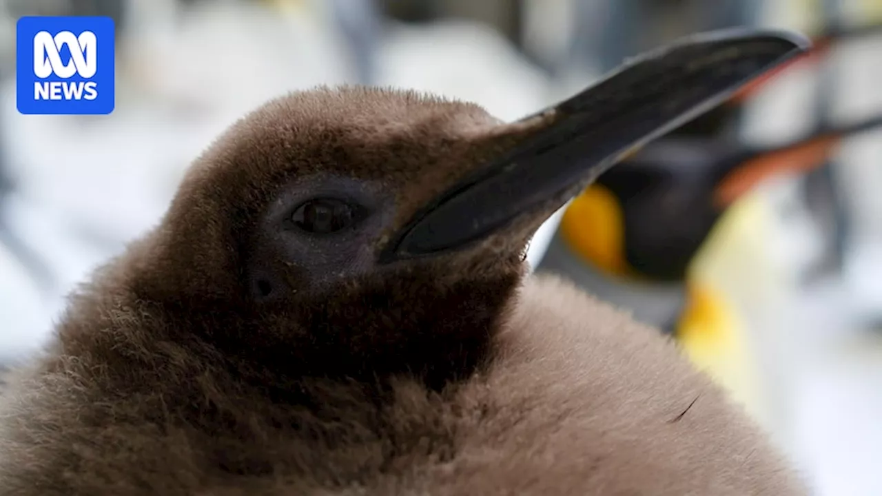 Pesto is the biggest penguin the Melbourne aquarium has ever had — and he's just a chick