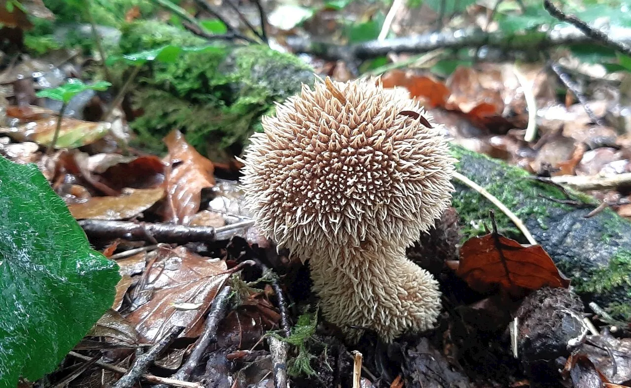 Bretagne : c'est quoi cette curiosité de la nature qui ressemble à un hérisson ?