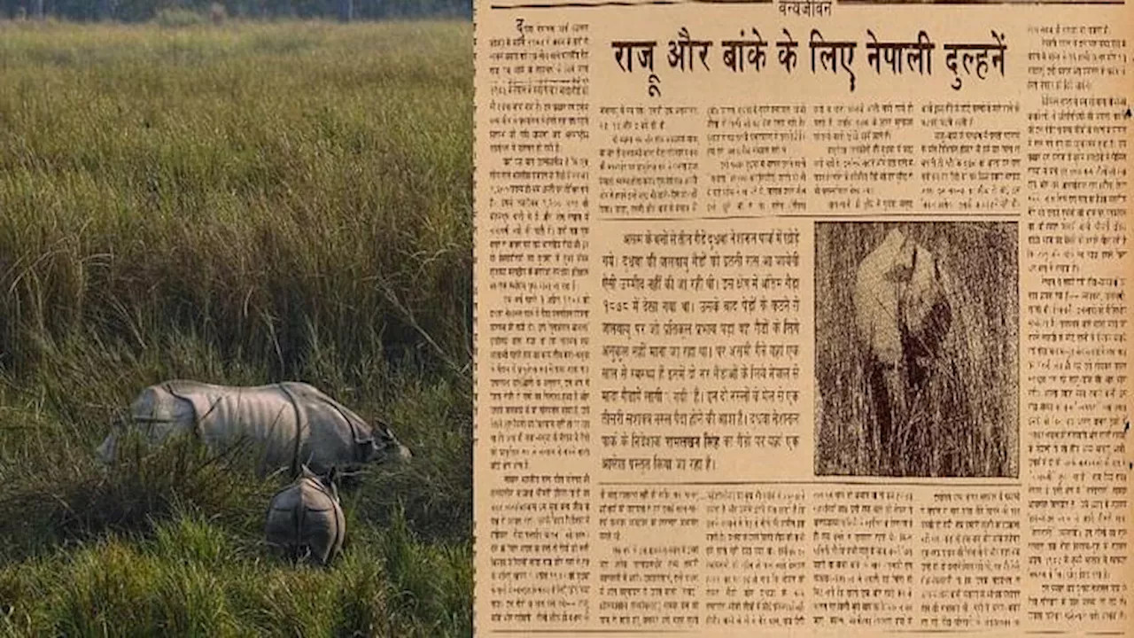 World Rhino Day : बरसों पहले रूसी विमान से दुधवा आये थे राजू, बांके और सावित्री; पीएम इंदिरा ने की थी पहल