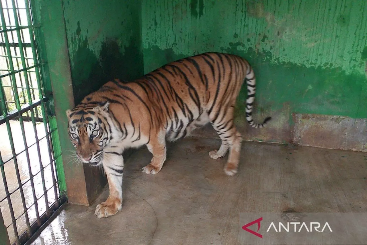 Harimau Betina Koleksi Medan Zoo Meninggal Akibat Sakit