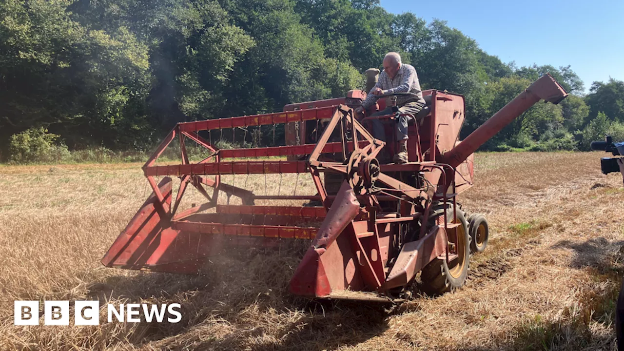 Machines from the 60s bringing in the harvest in Cornwall