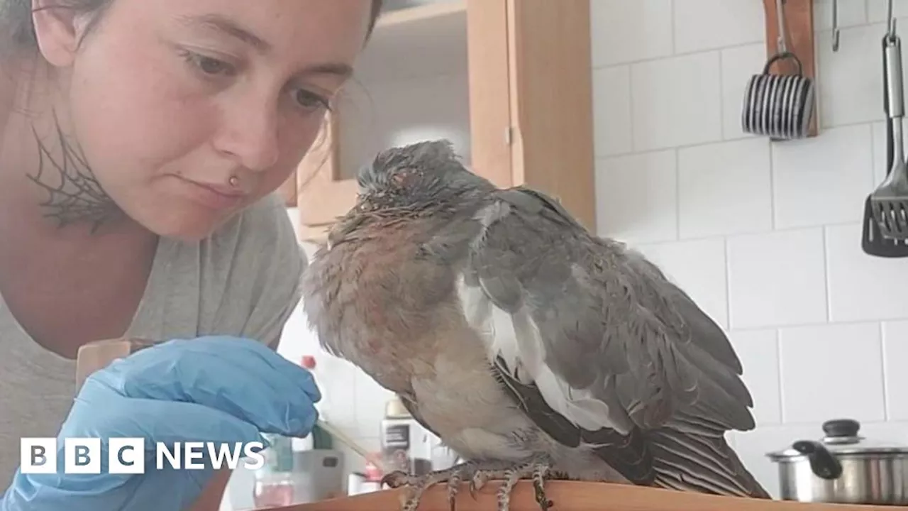 Frinton pigeon rescuer saves more than 100 sick birds in Essex