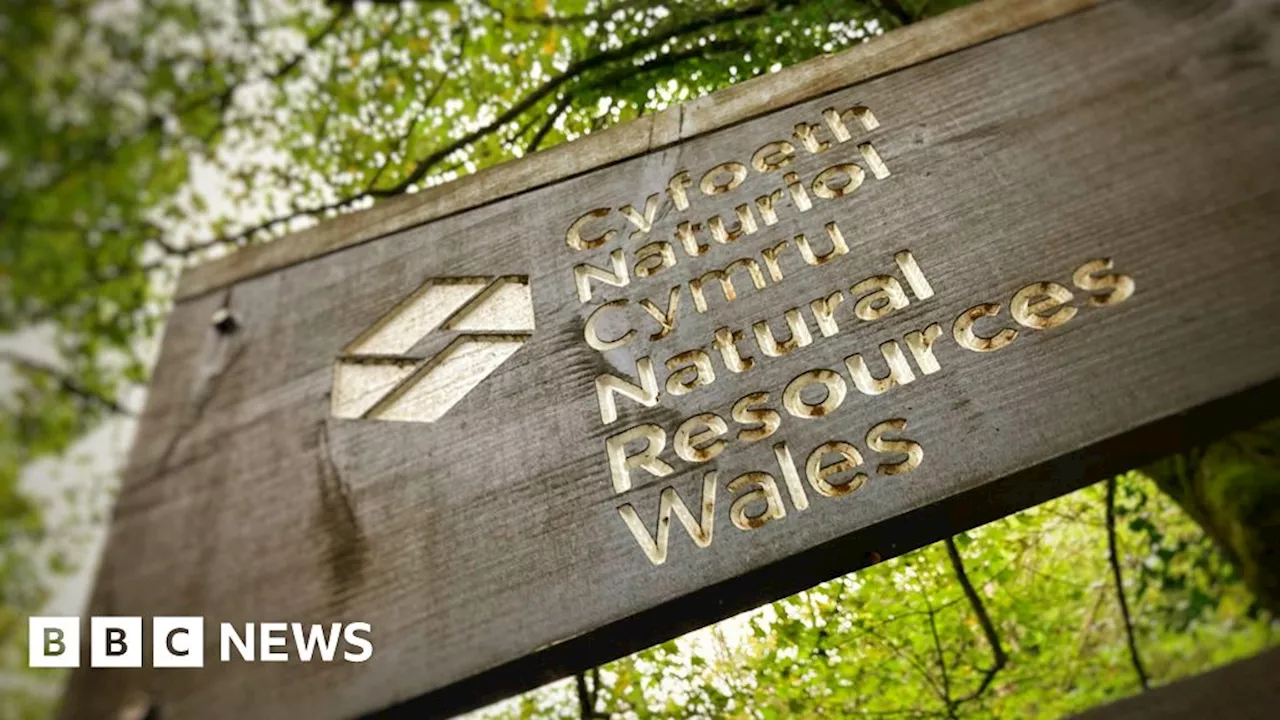 Natural Resources Wales job cuts put nature at risk, campaigners warn