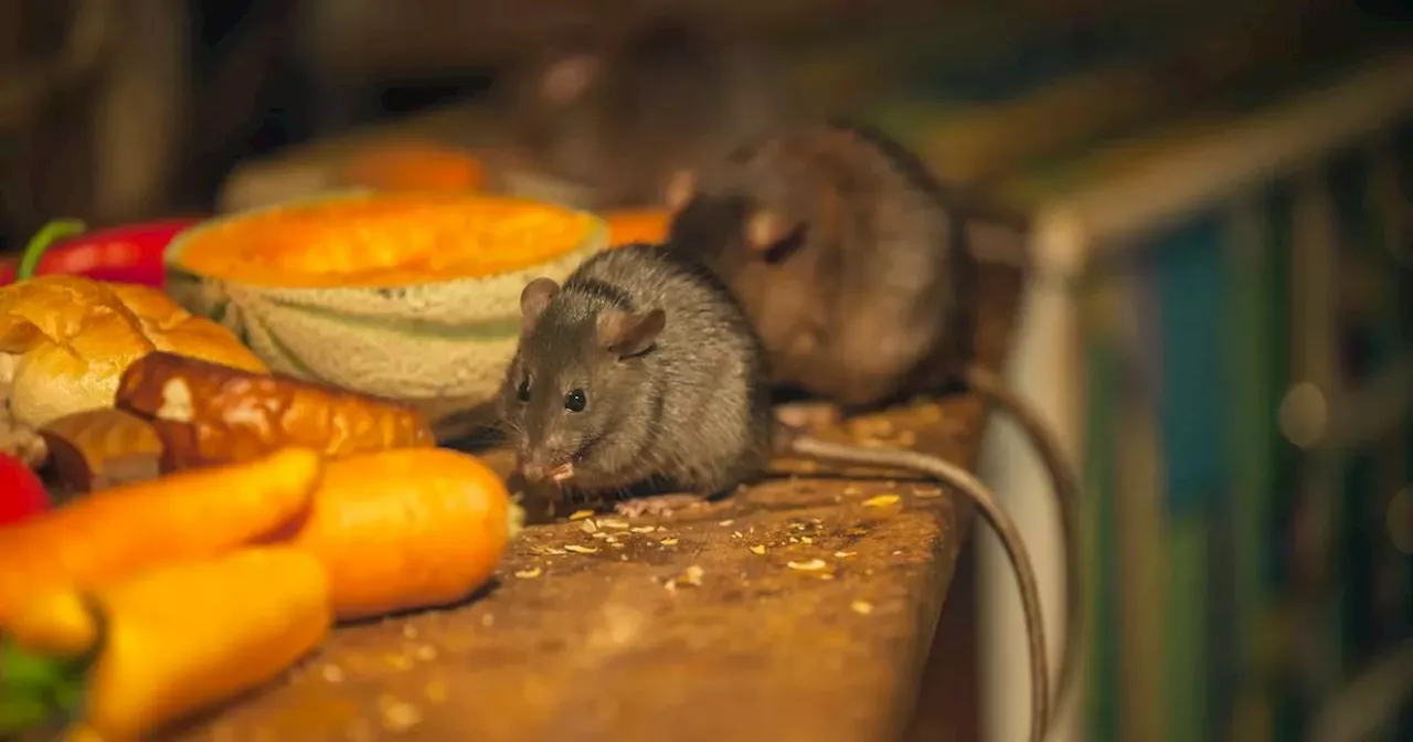 Keep rodents away from your home with these two common items