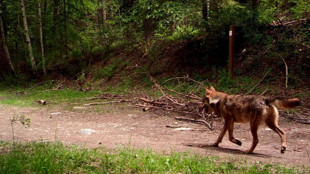 Hautes-Alpes: sur les traces du loup dans le Dévoluy, aux côtés des lieutenants de louveterie