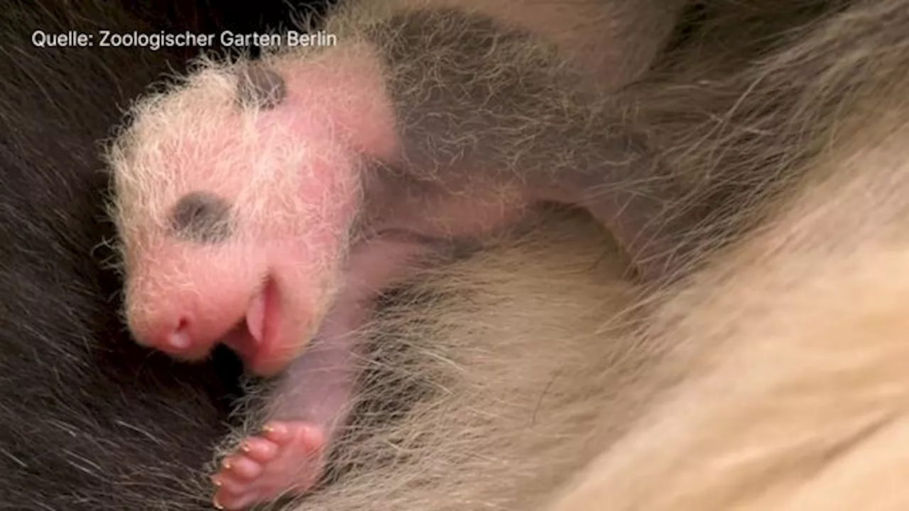 Berliner Panda-Babys: Wie sich Meng Mengs Nachwuchs entwickelt