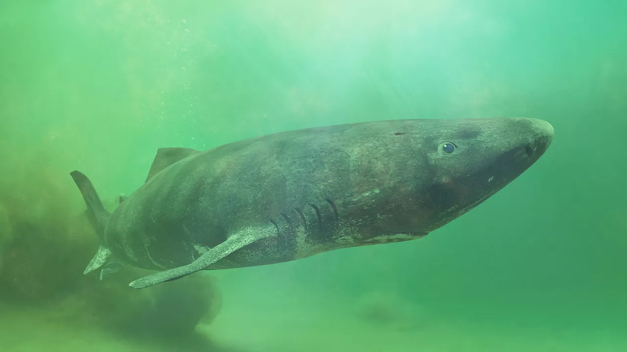 This shark can live for over 400 years and we finally know how