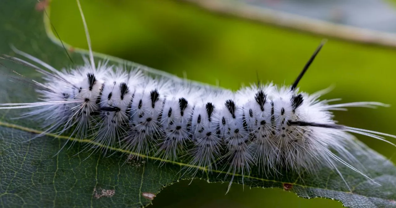 Ontario residents warned of 'venomous' caterpillar that you should never touch