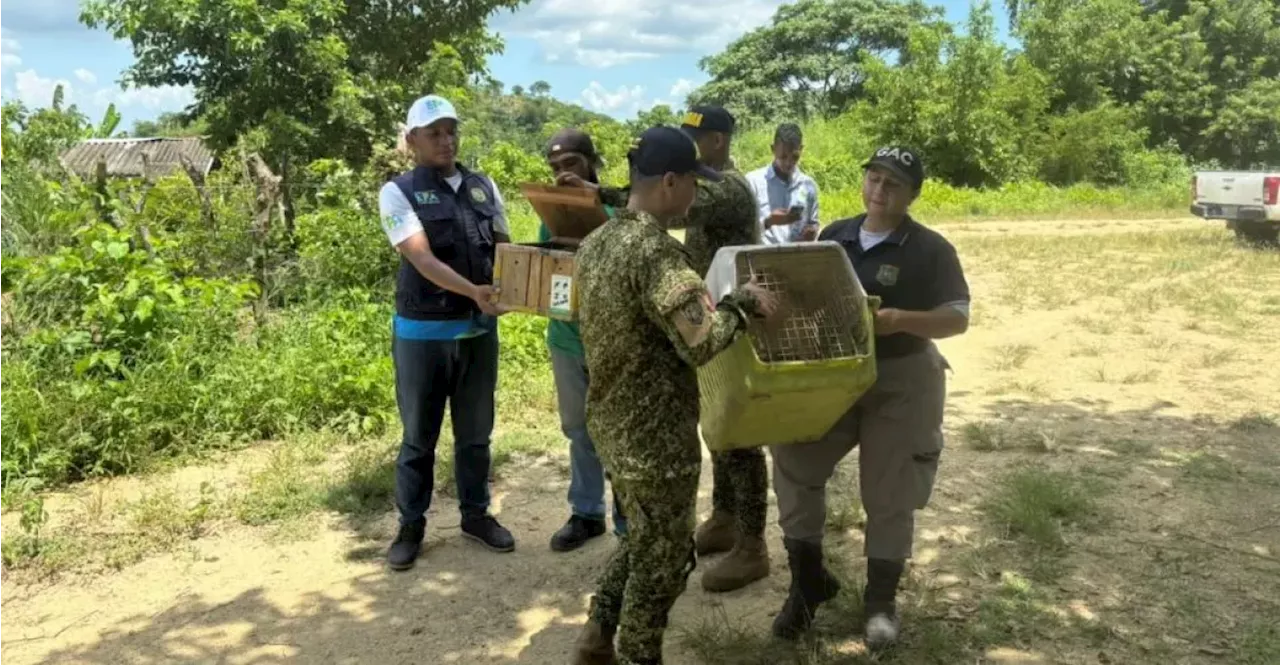 Rescatan 181 animales silvestres que pretendían comercializar en Bolívar, Chocó y Sucre