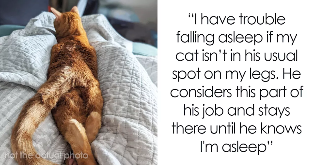 79 Internet Users Share Whether They Let Their Pets Sleep In Their Beds And Why