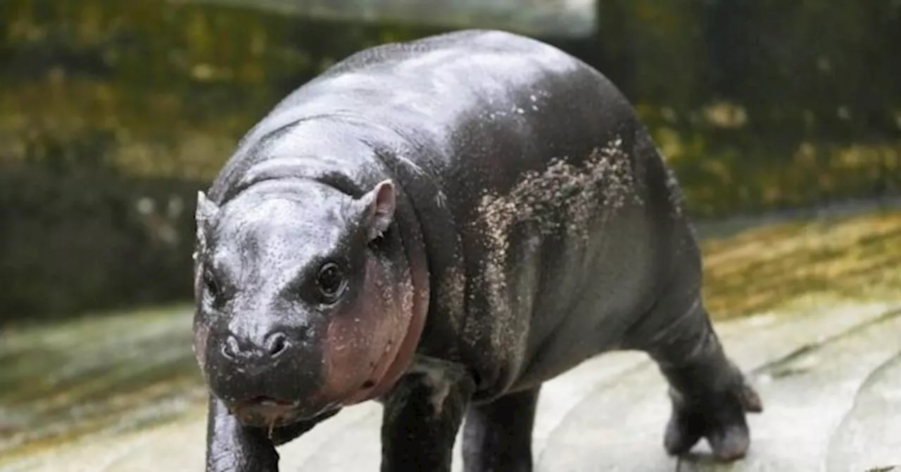 Thailand’s Adorable Pygmy Hippo Moo Deng Becomes An Internet Sensation