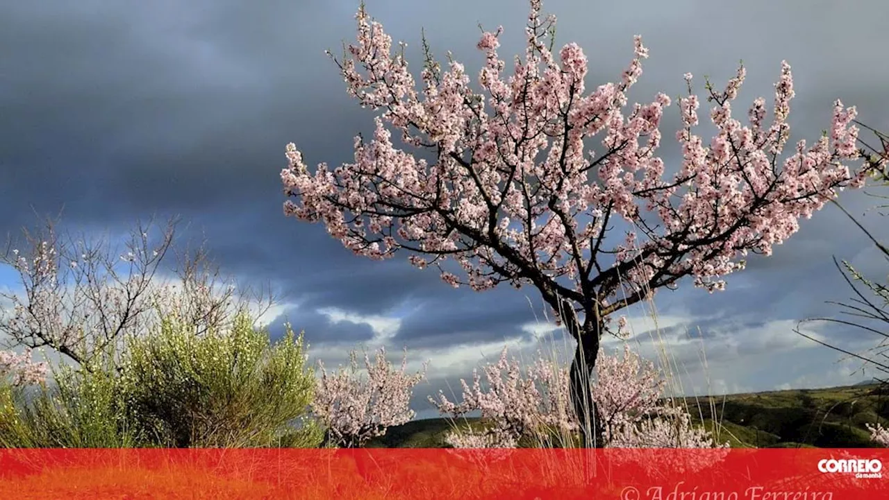 Bactéria 'Xylella fastidiosa' detetada nos concelhos de Portalegre e Marvão