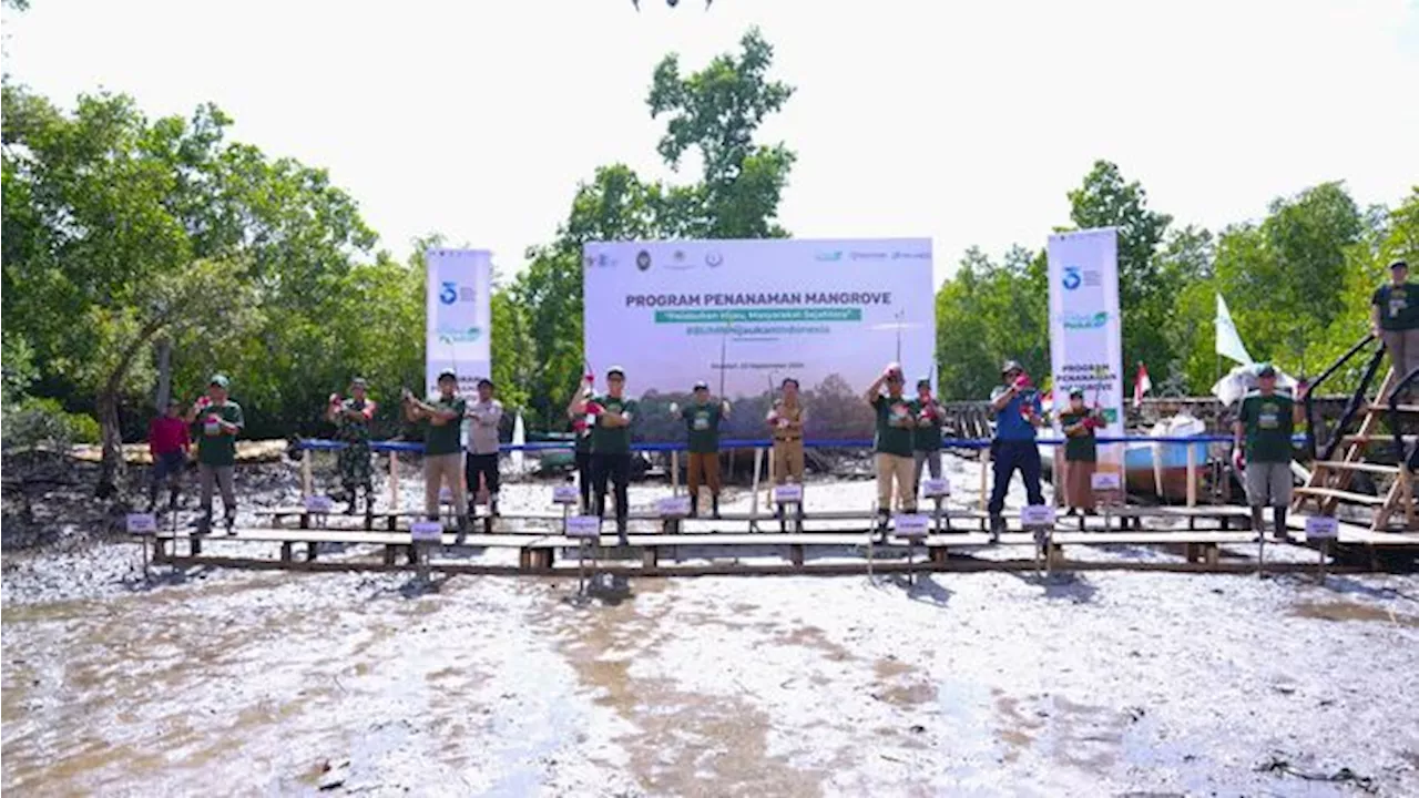 SPTP Rehabilitasi 25 Hektar Kawasan Mangrove di Sulawesi Tenggara