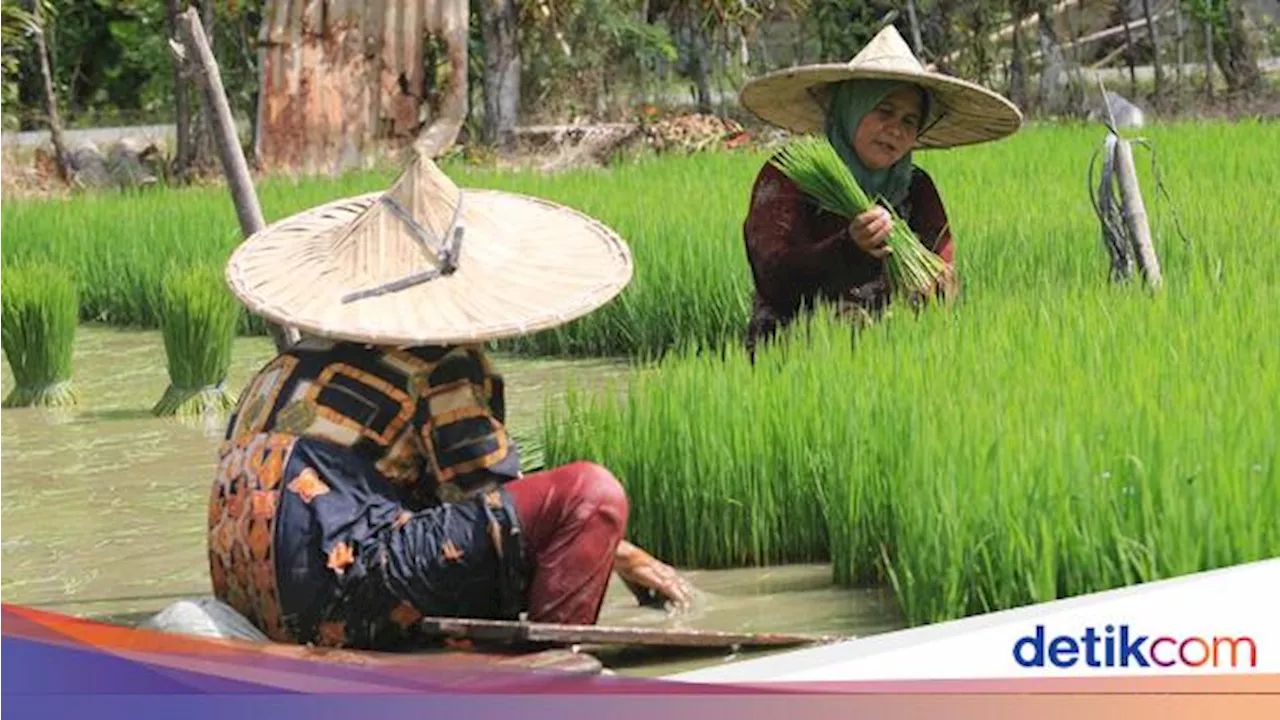 Tak Bisa Bikin Sejahtera, Anak Muda RI Nggak Mau Kerja di Pertanian