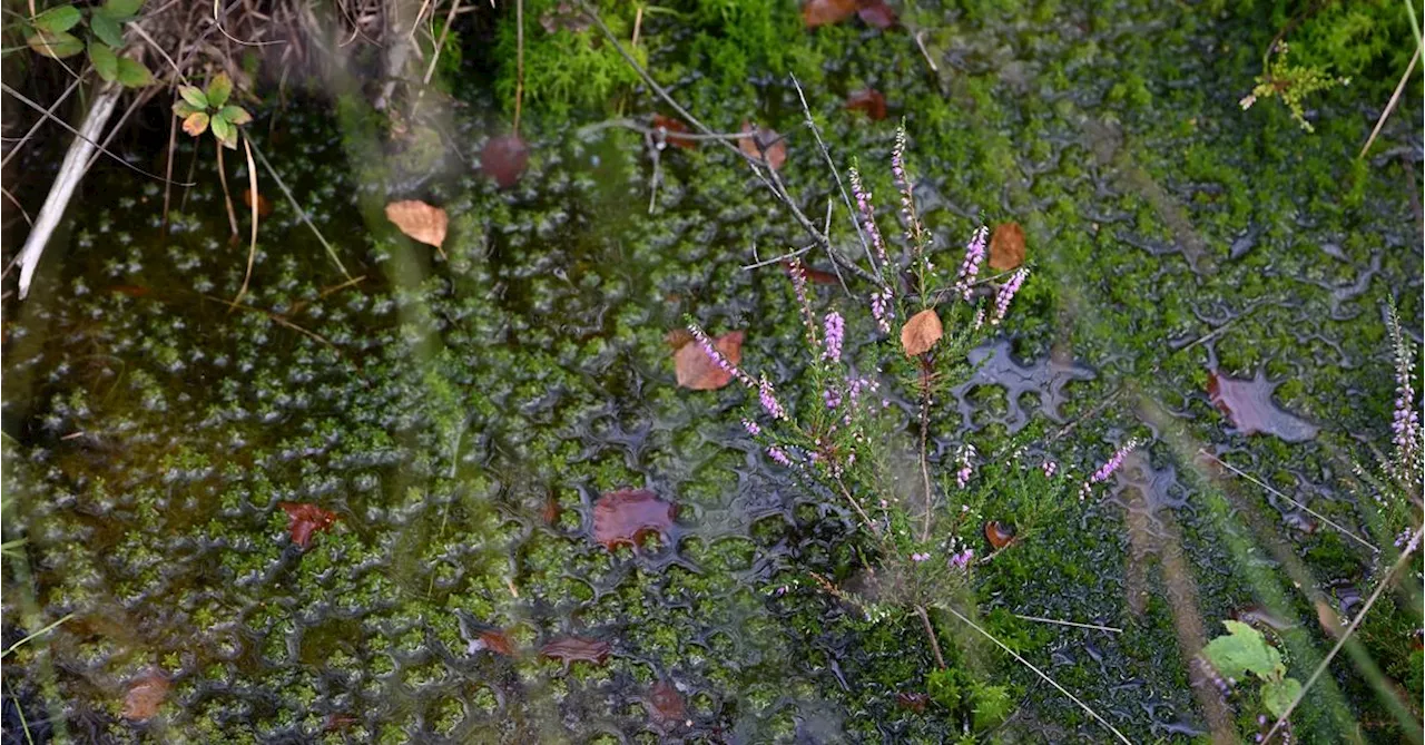 Wie viel Biodiversitätsschutz versprechen die Parteien?