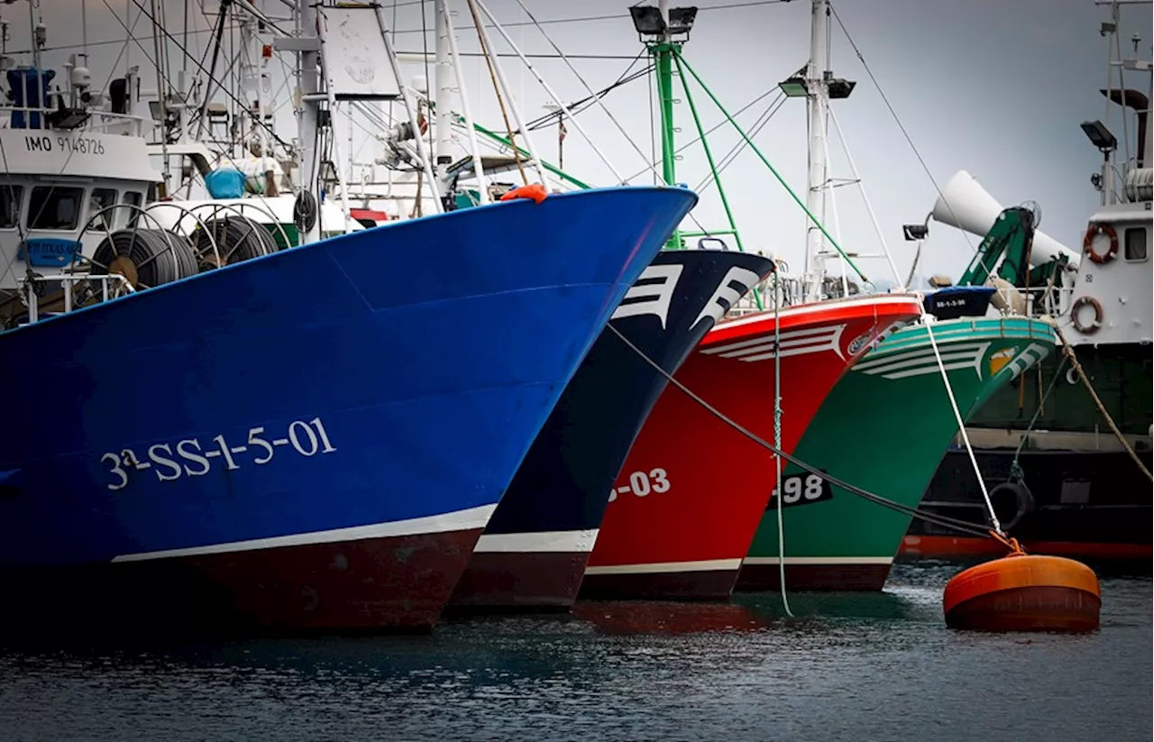 Trece países apoyan revisar los recortes para la anchoa en el Golfo de Cádiz