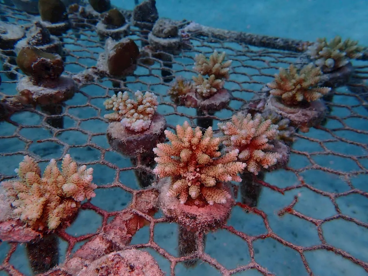 How Are Coral Transplants Helping Restore Reefs In Tanzania?