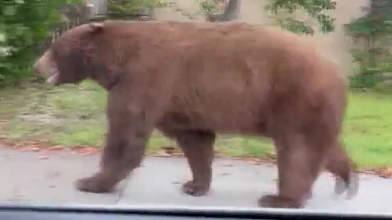 Bear cozies up under Sierra Madre home