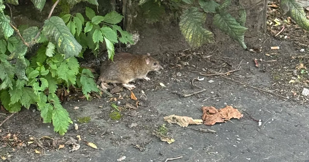 Glasgow man mistook massive rat for cat in Govan street encounter