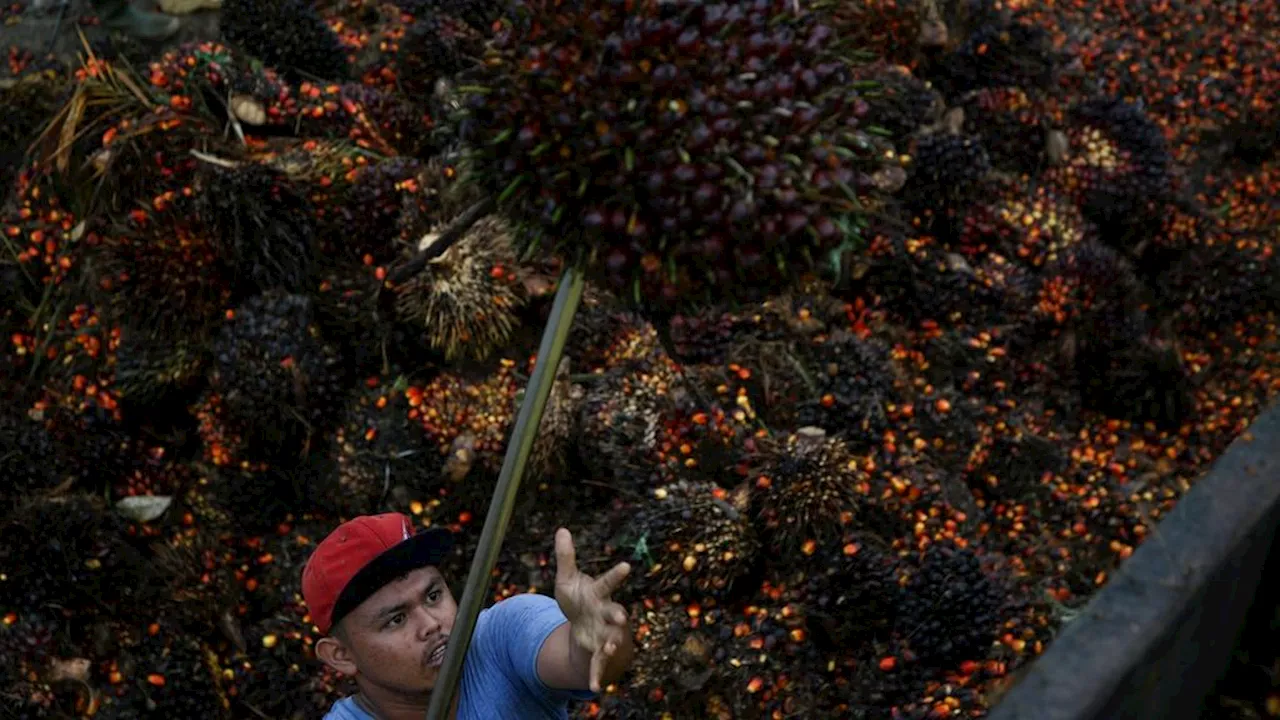 Penjualan Sawit Petani Mandiri Bersertifikat RSPO Masih Bergantung kepada Tengkulak