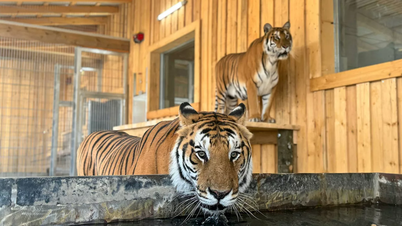  Fünf bengalische Tiger dürfen endlich umziehen