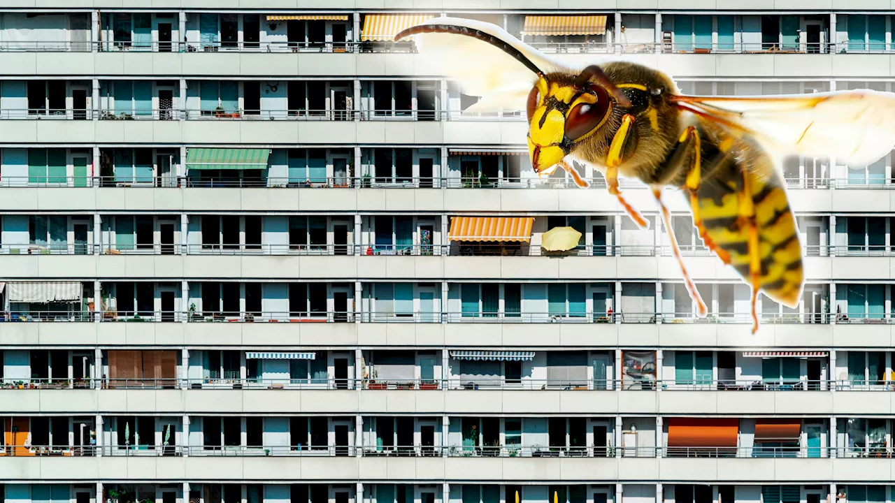 Hausverwaltung untätig - Hornissen 'besetzen' Plattenbau in Leipzig