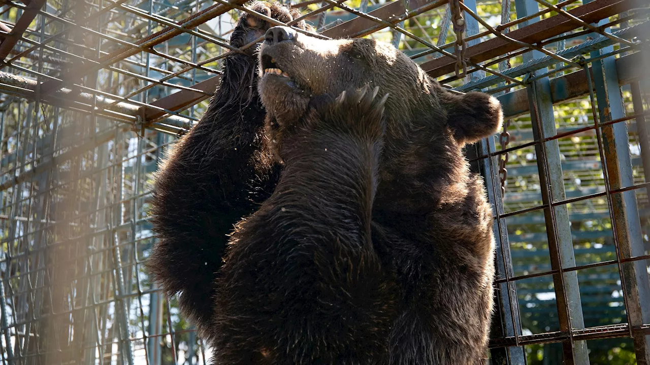 Tierische Ungerechtigkeit - Bär sollte nach Österreich kommen