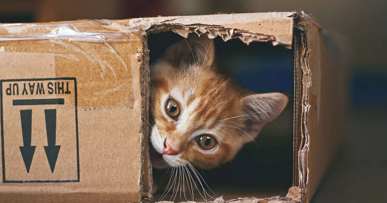 There's A Reason Cats Can't Get Enough Of This Best-Selling (And Affordable) Toy