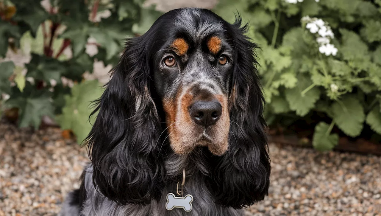 La triste morte di Ricky, il cane gettato dal sesto piano dai ladri in fuga da un attico a Roma