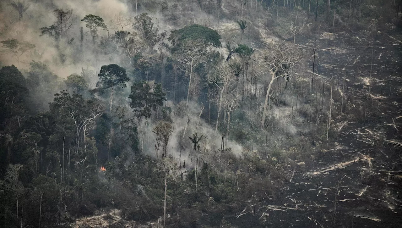 Nel Pantanal e in Amazzonia i peggiori incendi selvaggi in quasi due decenni