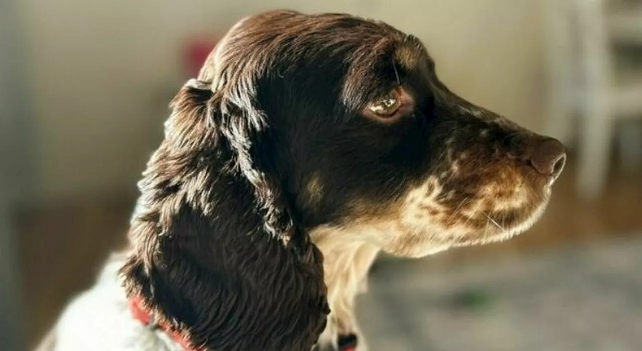 Roma, ladri lanciano un cane dal sesto piano di un palazzo a Monteverde, taglia sui colpevoli: 5mila euro di r