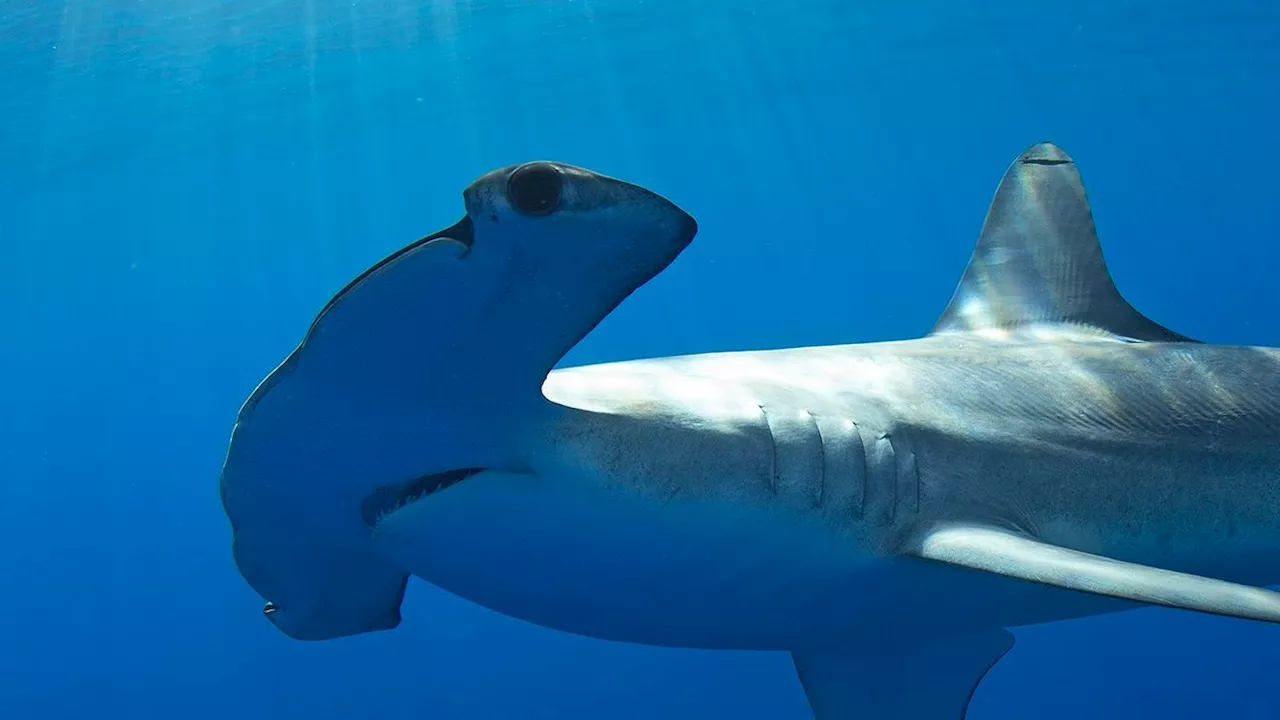 Un tiburón martillo aterroriza a un piragüista en la costa de La Palma