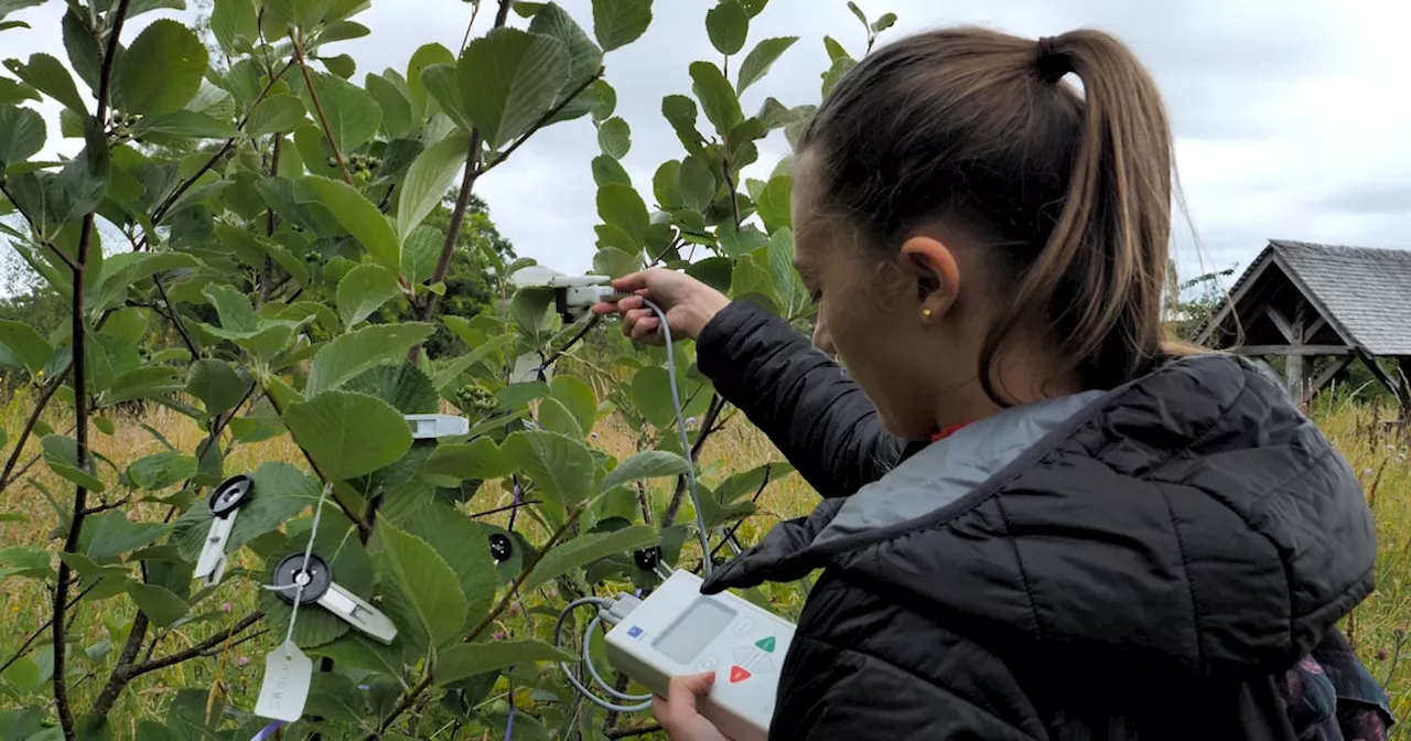 ‘Witness trees’ to track Irish climate change over coming decades