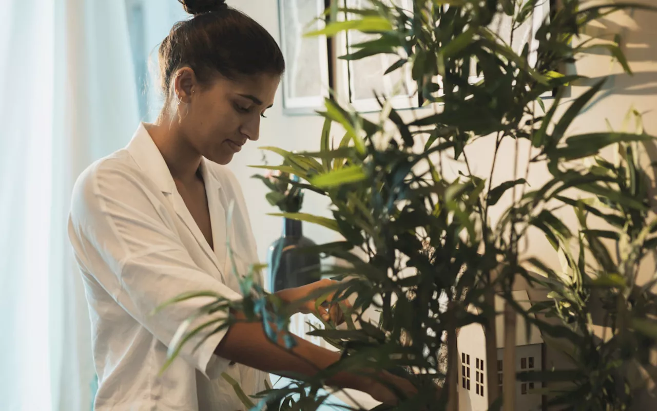 Plantas são aliadas no conforto térmico dos ambientes