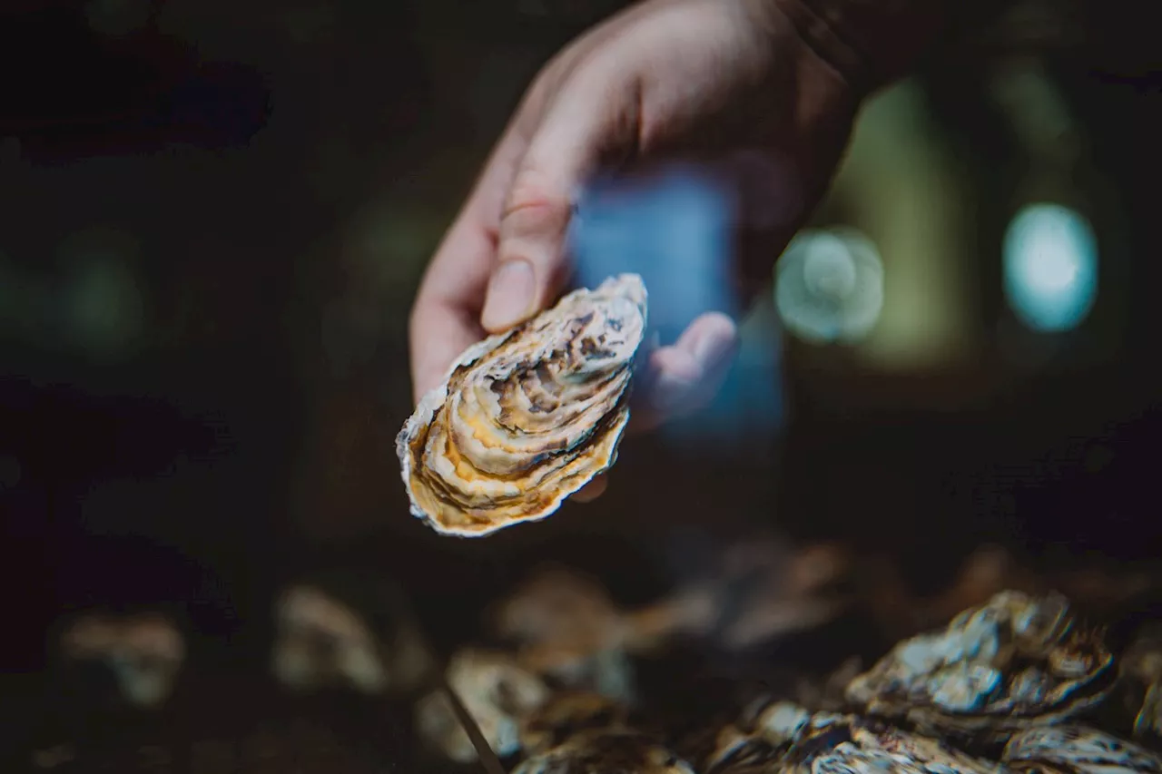 Aquário de ostras, vinhos naturais e boteco de Raphael Vidal no Beco das Sardinhas: as boas novas gastronômicas