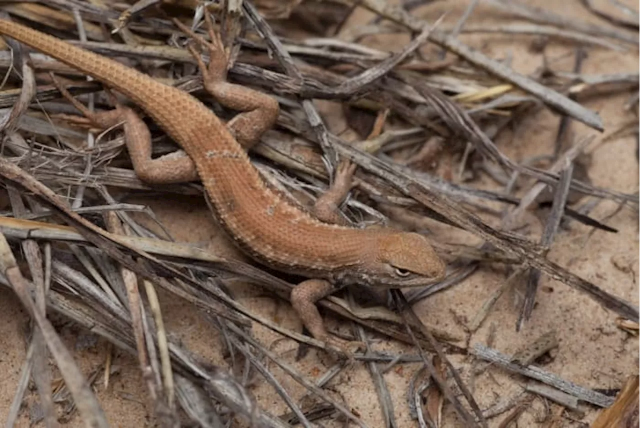 Ken Paxton sues Biden administration over listing Texas lizard as endangered