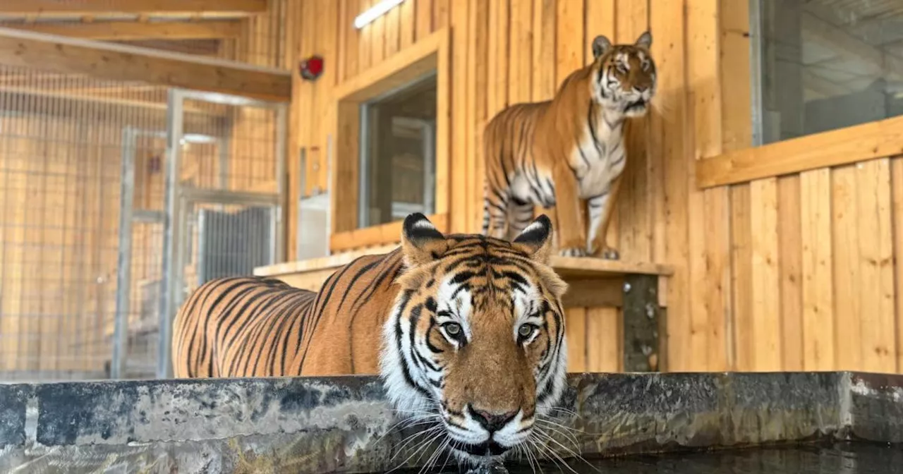 Nach Aus für Zirkus: Fünf Tiger haben ein neues Zuhause