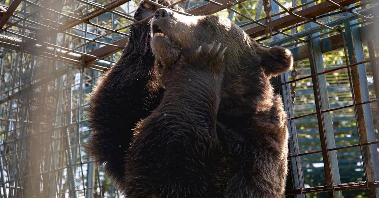 Tierschutz: Bär Mitko wurde vor möglicher Rettung getötet