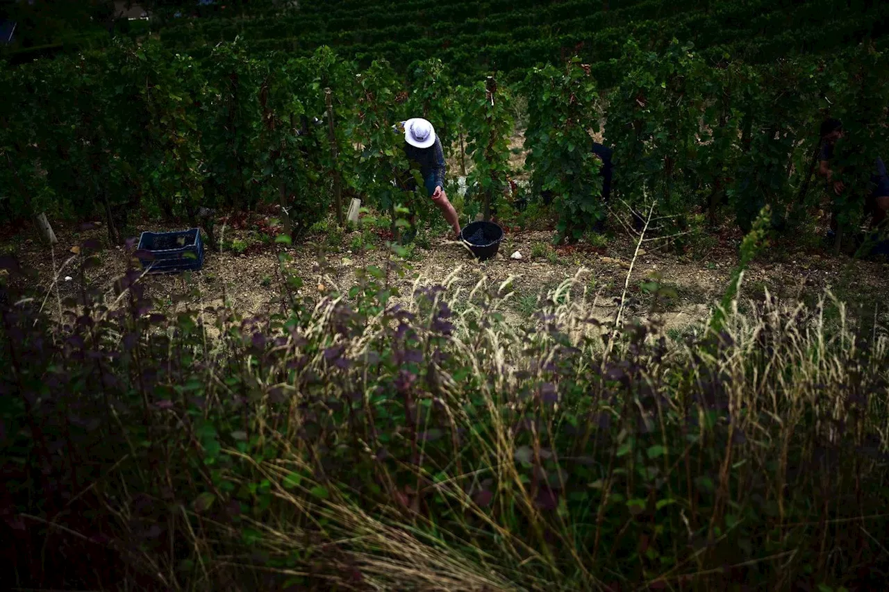 Sur des coteaux pentus d'Ardèche, les «vendanges de l'extrême»