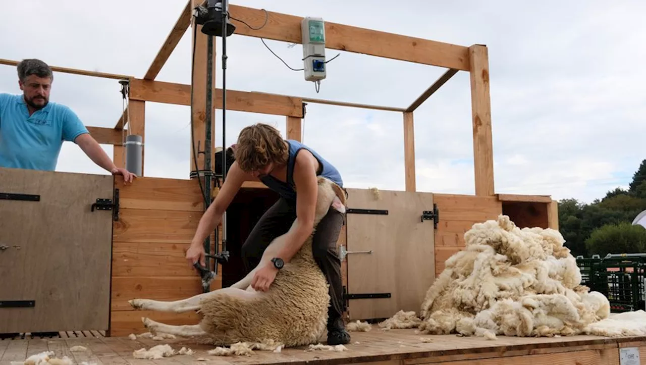 Les Ovinpiades mettent à l'honneur les jeunes agriculteurs