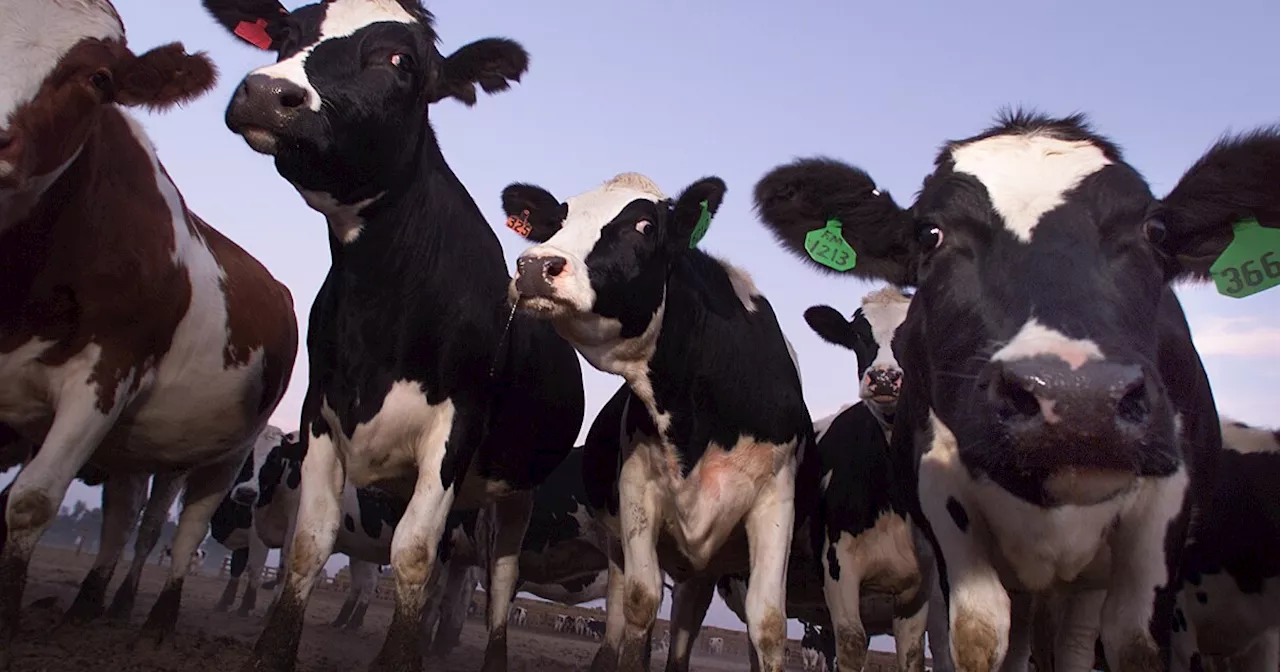 Food is a huge source of methane emissions. Fixing that is no easy feat